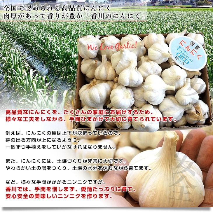 香川県より産地直送 JA香川県 生にんにく 2キロ (15玉から36玉前後