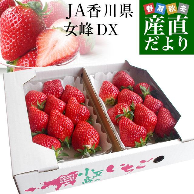 香川県より産地直送 女峰いちご DXタイプ 460g (230g×2P:6粒 香川県より産地直送 女峰いちご DXタイプ 460g (230g×2P:6粒
