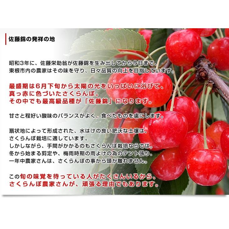 遅れてごめんね 母の日ギフト 山形県産 さくらんぼ 佐藤錦 大粒のlサイズ 24粒化粧箱入り 送料無料 母の日プレゼント 桜桃 さとうにしき 産直だより 通販 Yahoo ショッピング