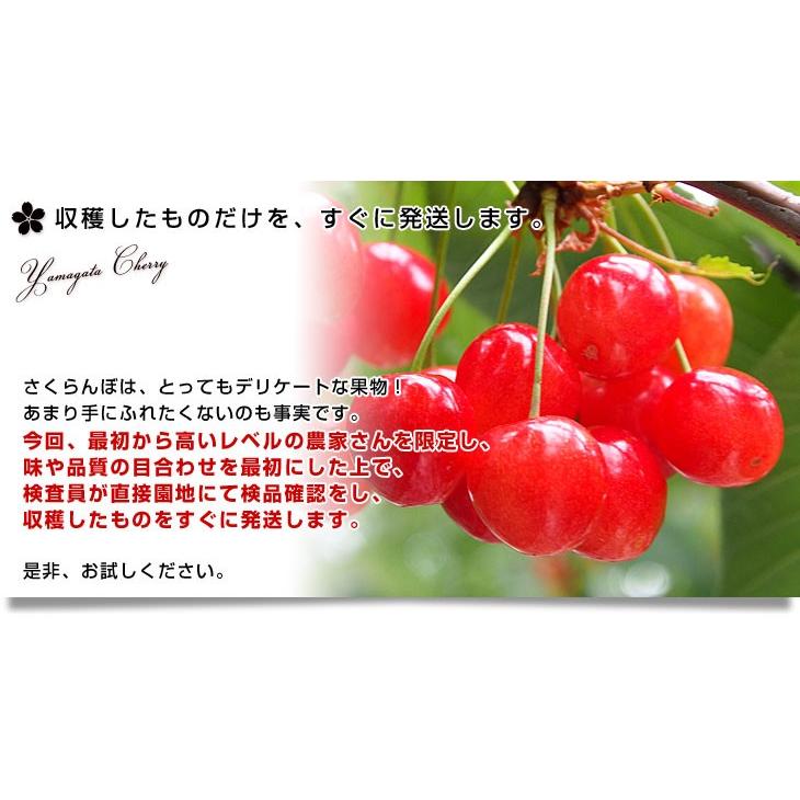 山形県より産地直送 さくらんぼ「紅秀峰」秀品　2Lサイズ　約700g（350g×2） 送料無料 クール便　サクランボ　桜桃｜sanchokudayori｜05