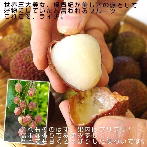 台湾から直輸入 高級 生ライチ 《玉荷包(ぎょっかほう)》 約800ｇ(25玉から35玉前後) 送料無料 トロピカルフルーツ ※クール便｜sanchokudayori｜03