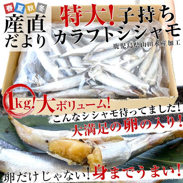 鹿児島県山田水産より発送 鹿児島県加工 特大 子持ちカラフトシシャモ(アイスランド産)1キロ(50尾前後)※クール冷凍便 送料無料 ししゃも シーフード :3100342601:産直だより - 通販 - Yahoo!ショッピング 鹿児島県山田水産より発送 鹿児島県加工 特大 子持ちカラフトシシャモ(アイスランド産)1キロ(50尾前後)※クール冷凍便 送料無料 ししゃも シーフード :3100342601:産直だより - 通販 - Yahoo!ショッピング