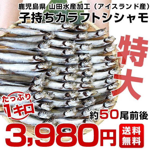 鹿児島県山田水産より発送 鹿児島県加工 特大 子持ちカラフトシシャモ(アイスランド産)1キロ(50尾前後)※クール冷凍便 送料無料 ししゃも シーフード|sanchokudayori|02