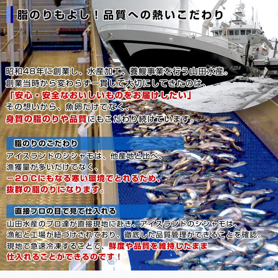 鹿児島県山田水産より発送 鹿児島県加工 特大 子持ちカラフトシシャモ(アイスランド産)1キロ(50尾前後)※クール冷凍便 送料無料 ししゃも シーフード|sanchokudayori|04