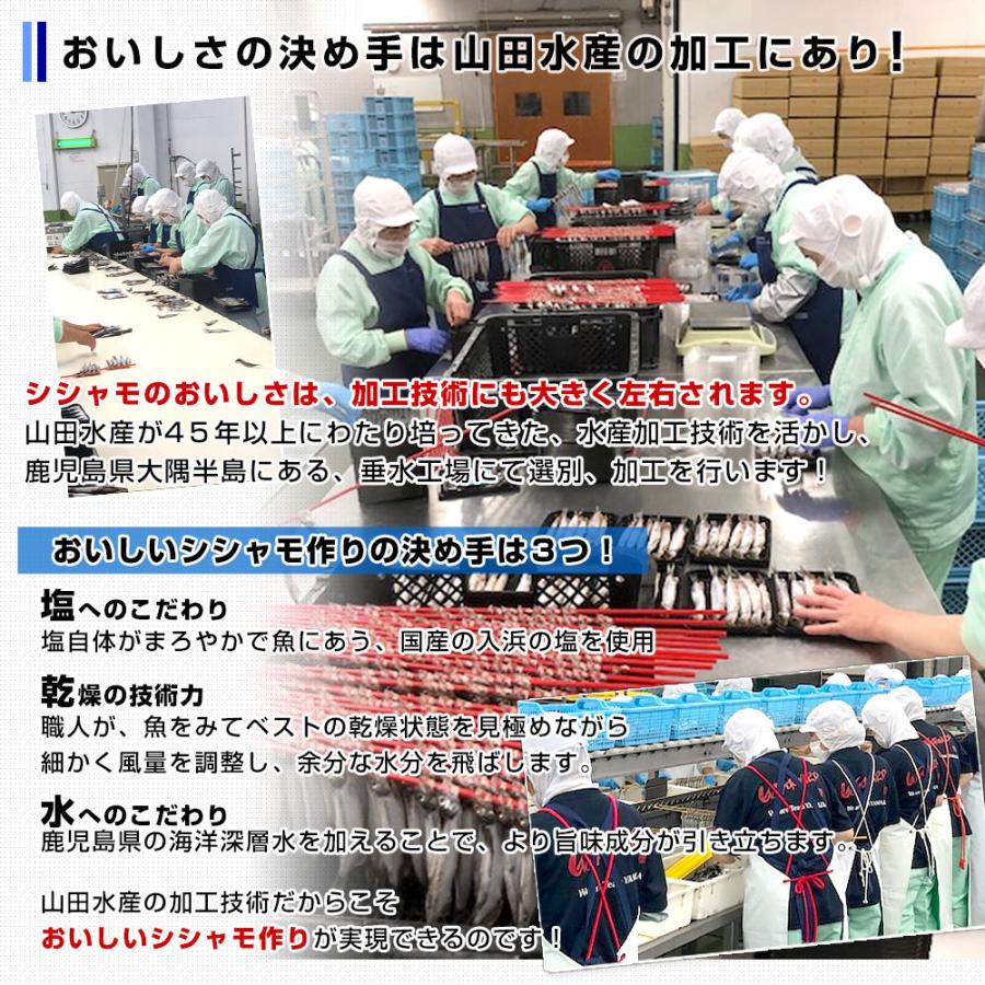 鹿児島県山田水産より発送 鹿児島県加工 特大 子持ちカラフトシシャモ(アイスランド産)1キロ(50尾前後)※クール冷凍便 送料無料 ししゃも シーフード|sanchokudayori|05