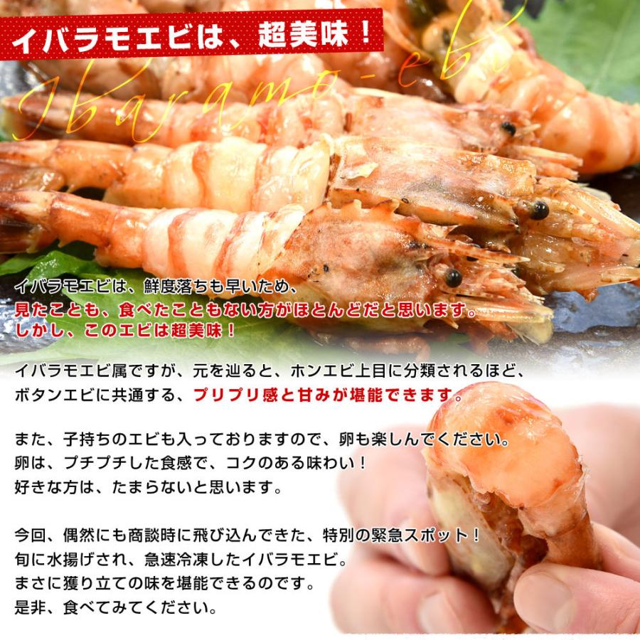 北海道より直送 北海道産 お刺身用 イバラモエビ 別名 オニエビ ゴジラエビ 0g 2袋 合計14尾前後 送料無料 えび 海老 産直だより 通販 Yahoo ショッピング