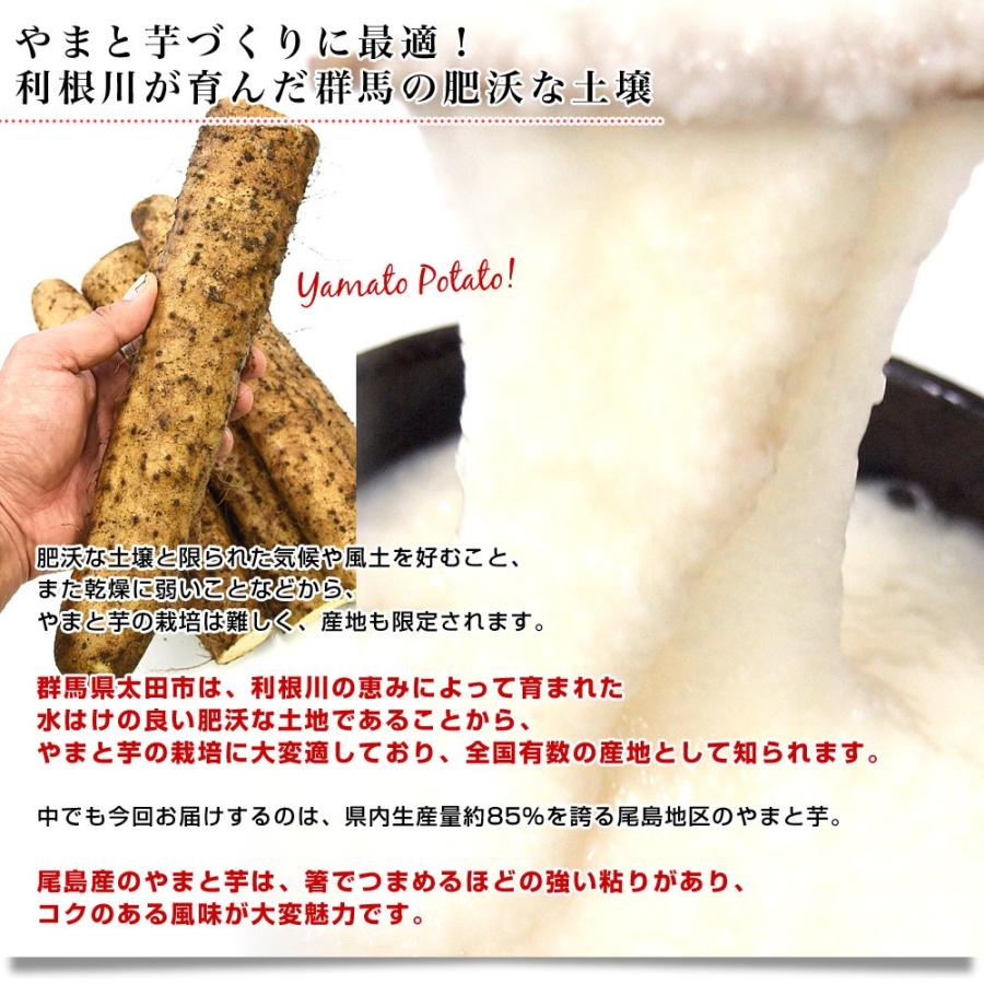 群馬県産 JAにったみどり やまといも 2キロ 送料無料 ヤマトイモ 大和芋 山芋 市場スポット ヤマイモ|sanchokudayori|04