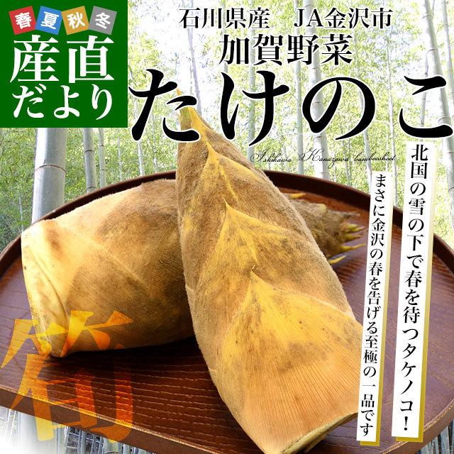 石川県産 Ja金沢市 加賀野菜 タケノコ 2キロ 4本から8本前後 送料無料 市場発送 たけのこ 筍 竹の子 産直だより 通販 Yahoo ショッピング