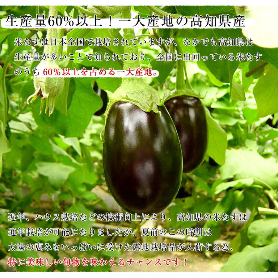 高知県産 Jaグループ高知 米なす A級品9玉 約2 5キロ 送料無料 べいなす 茄子 ナス 市場発送 産直だより 通販 Yahoo ショッピング