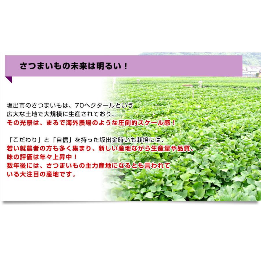 香川県産 JA香川県 坂出金時いも 秀品Lサイズ2.5キロ 9本前後 送料無料