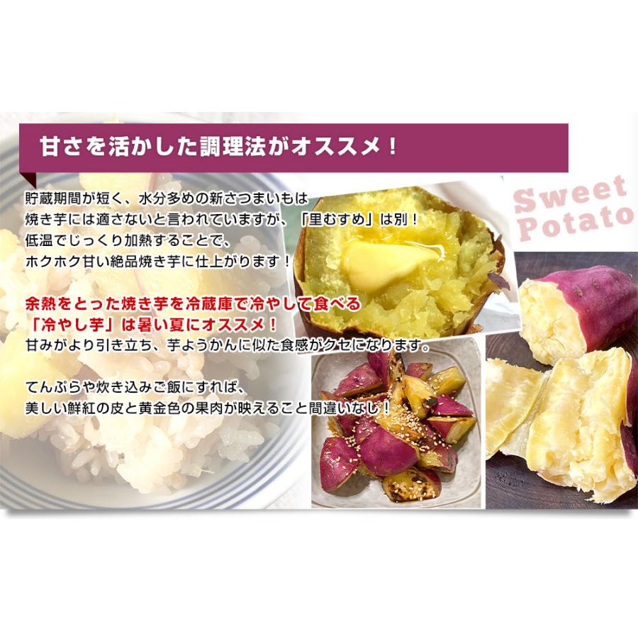 徳島県産 JA里浦 なると金時「里むすめ」 Lサイズ2.5キロ 10本 徳島県産 JA里浦 なると金時「里むすめ」 Lサイズ2.5キロ 10本