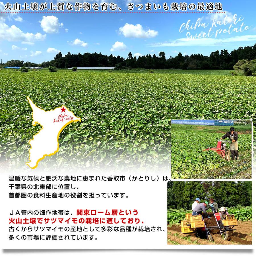 千葉県産 JAかとり 紅はるか Lサイズ 約2.5キロ 7本前後 送料無料 さつまいも サツマイモ 薩摩芋 新芋 市場発送｜sanchokudayori｜06