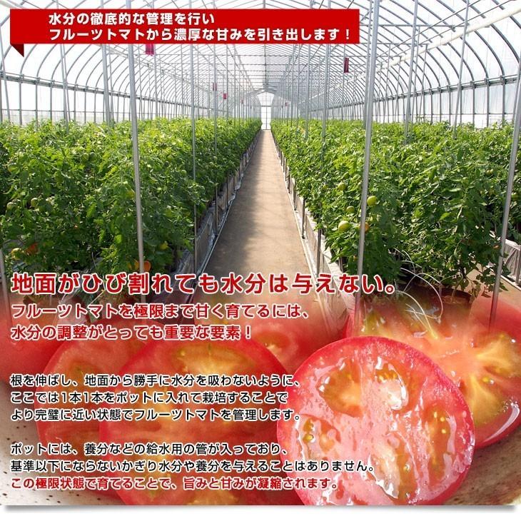 とまと。出品 北海道より産地直送 下川町のスーパーフルーツトマト ＜北の極