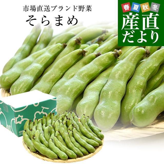 厳選産地の極上そら豆 秀品 Lサイズ 約2キロ（37本前後）送料無料 そらまめ ソラマメ 空豆 クール便 爆買（Yahoo!・産直だより）