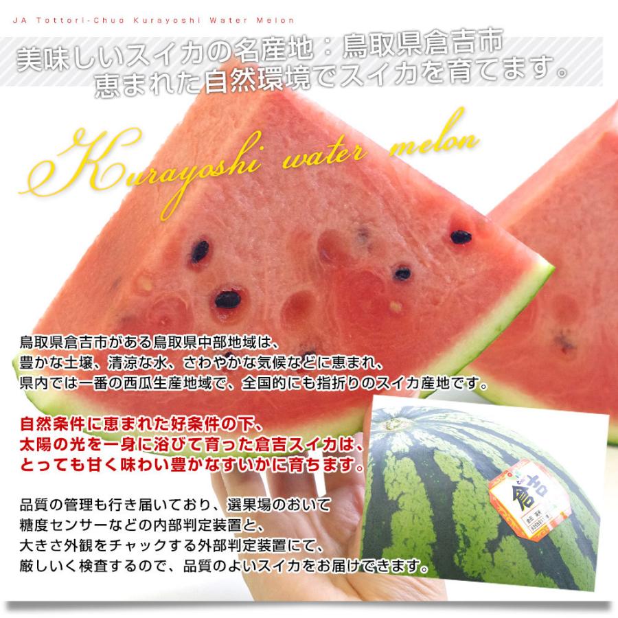 61 Off 鳥取県 Ja鳥取中央 倉吉スイカ 秀品 大玉 4lサイズ 9キロ以上 1玉 西瓜 すいか スイカ 送料無料 市場発送