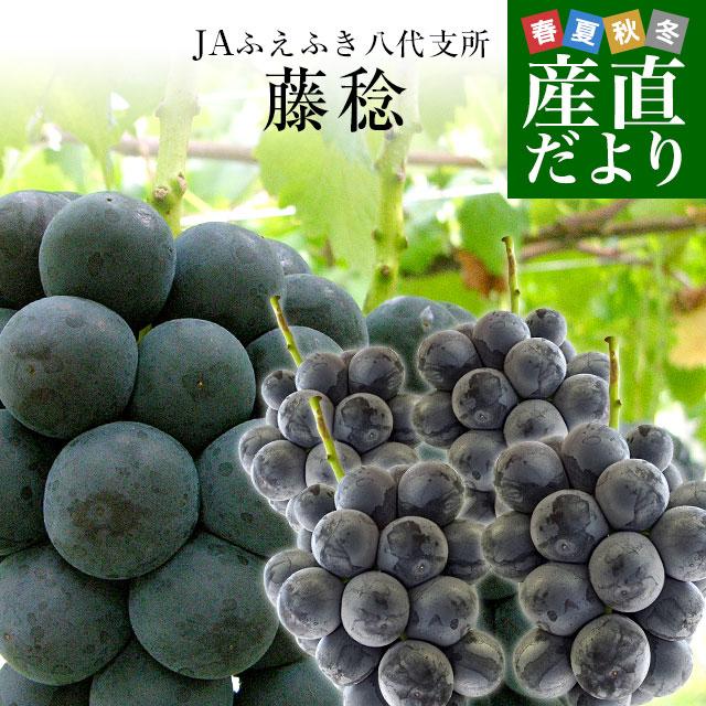 山梨県産 JAふえふき 八代支所 藤稔(ふじみのり)約2キロ（3房から4房