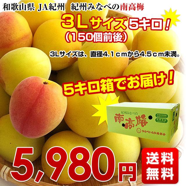 売れ筋がひ新作！ 和歌山産 完熟南高梅 2Lサイズ箱込3kg agapeeurope.org