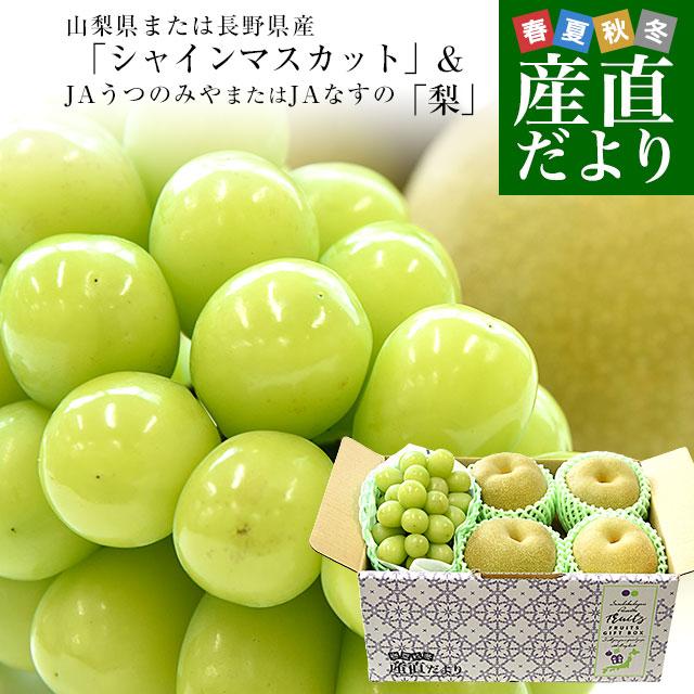 山梨県産または長野県産「シャインマスカット」1房(約500g) ＆栃木県産「梨」4玉(合計約1.2キロ)セット 送料無料 クール便