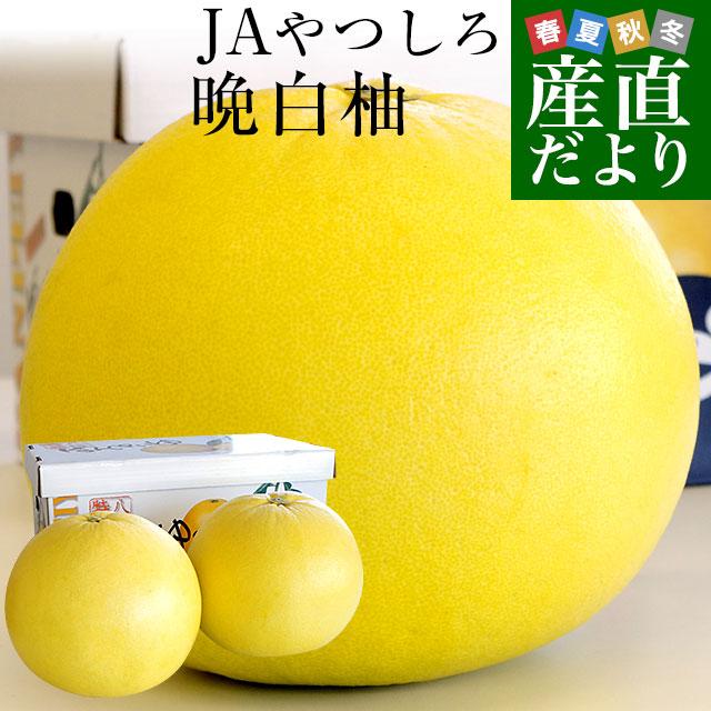 熊本産JAやつしろ 晩白柚 超大玉 2玉入り 4キロから5キロ 送料無料