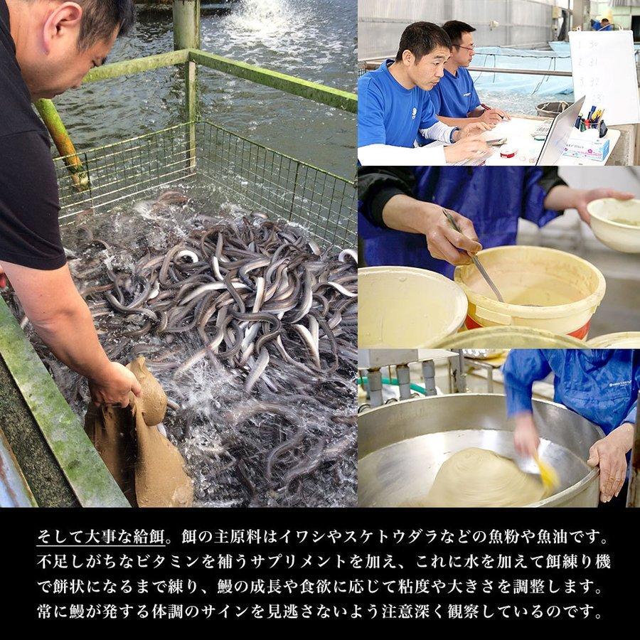 【父の日ギフト】ギフトにも最適！ 鹿児島県志布志産 山田水産 霧島湧水うなぎ 長蒲焼き 大サイズ4尾セット（140g前後×4尾）送料無料 ギフト 爆買 |  | 05