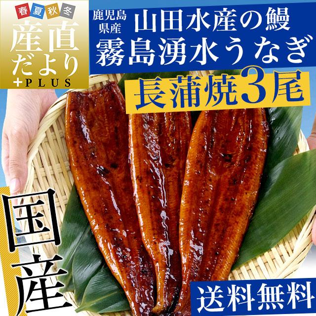 ギフトにも最適！ 鹿児島県志布志産 山田水産 霧島湧水うなぎ 長蒲焼き 大サイズ3尾セット（140g前後×3尾）送料無料  ギフト |  | 01