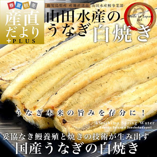 鹿児島県志布志産 山田水産のうなぎ 白焼き 160g前後×3尾詰め（柚子こしょう付き）送料無料  鰻 ウナギ 白焼き お中元 御中元 夏ギフト ギフト |  | 01
