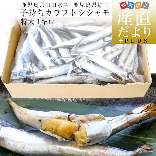 鹿児島県山田水産より発送　鹿児島県加工 特大 子持ちカラフトシシャモ（アイスランド産）1キロ 50尾前後 ※クール冷凍便　送料無料　ししゃも　シーフード | 