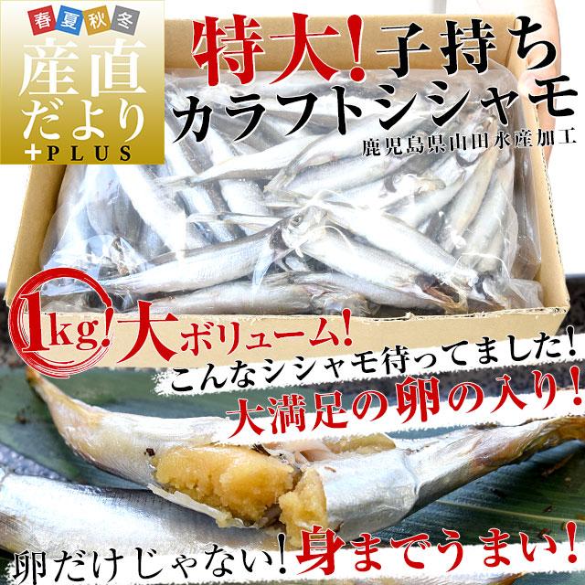 鹿児島県山田水産より発送　鹿児島県加工 特大 子持ちカラフトシシャモ（アイスランド産）1キロ 50尾前後 ※クール冷凍便　送料無料　ししゃも　シーフード |  | 01