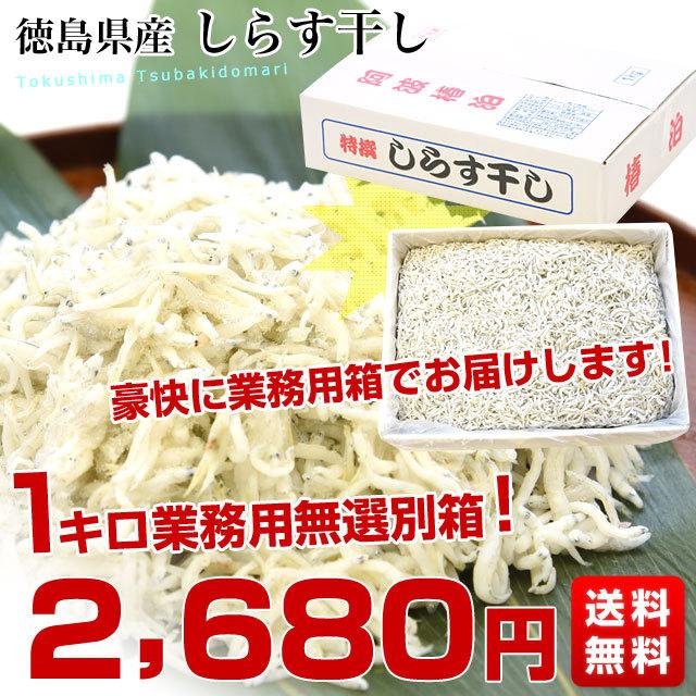 豊洲市場から直送 徳島県椿泊産 しらす干し 1キロ入り 業務用箱 送料無料 しらす シラス シーフード|sanchokudayoriplus|02