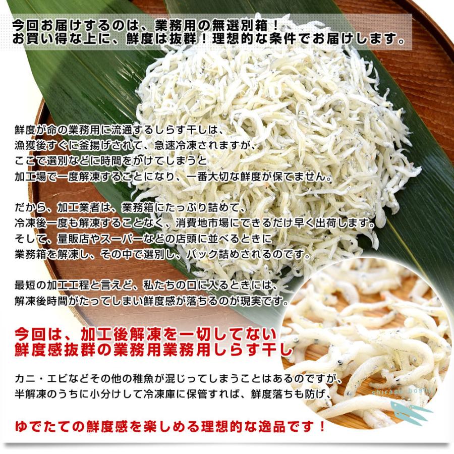 豊洲市場から直送 徳島県椿泊産 しらす干し 1キロ入り 業務用箱 送料無料 しらす シラス シーフード|sanchokudayoriplus|04
