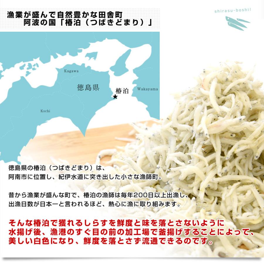 豊洲市場から直送 徳島県椿泊産 しらす干し 1キロ入り 業務用箱 送料無料 しらす シラス シーフード|sanchokudayoriplus|05