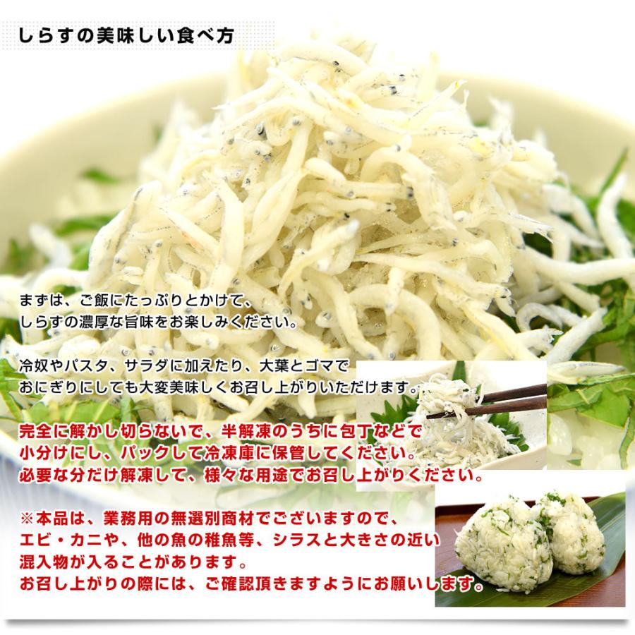豊洲市場から直送 徳島県椿泊産 しらす干し 1キロ入り 業務用箱 送料無料 しらす シラス シーフード|sanchokudayoriplus|06