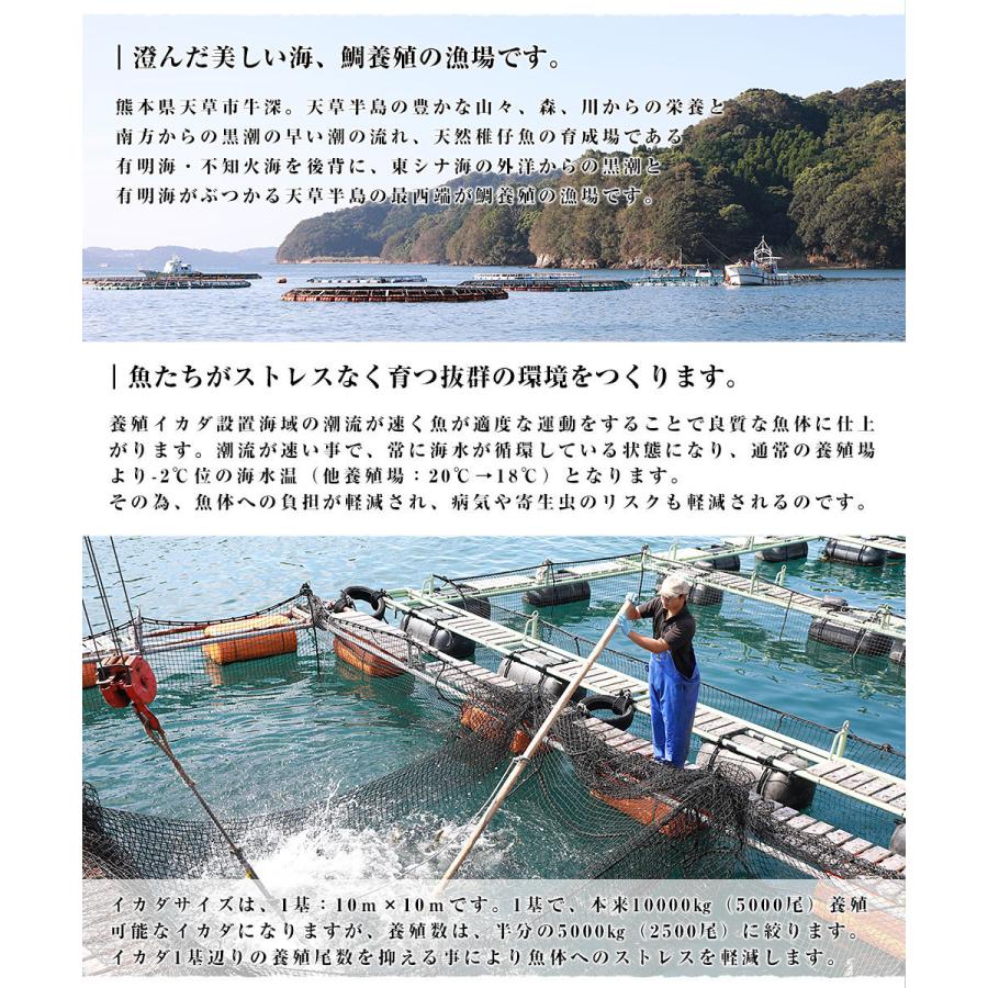 熊本県 天草から 産地直送品 真鯛湯引き柚子〆ロイン 極上の熊本天草の真鯛 約500g 2枚入り 熊本県 天草から 産地直送品 真鯛湯引き柚子〆ロイン 極上の熊本天草の真鯛 約500g 2枚入り