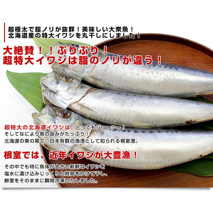 いわし 北海道より直送 北海道産 超特大いわし丸干し 巨大キングサイズ