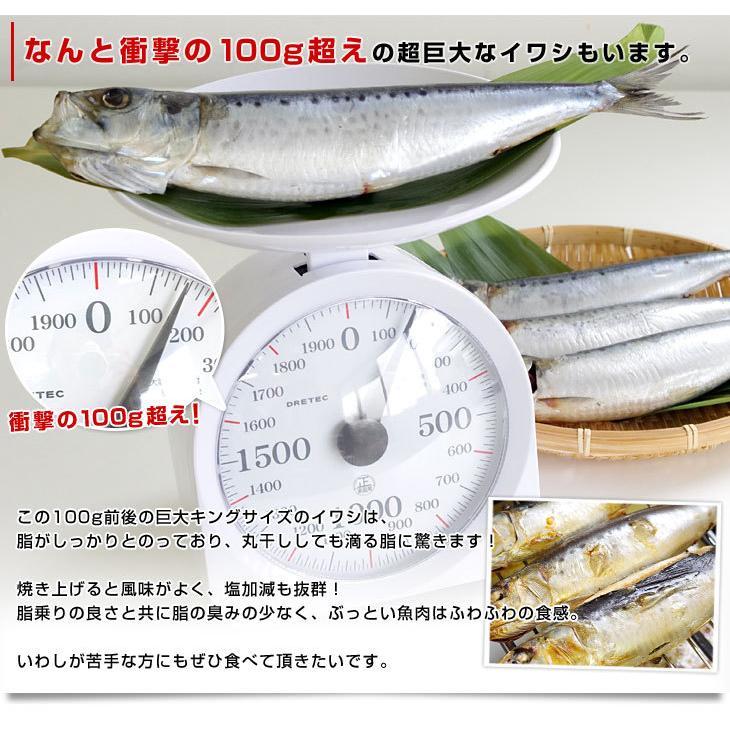 北海道より直送 北海道産 超特大いわし丸干し 巨大キングサイズ 20尾