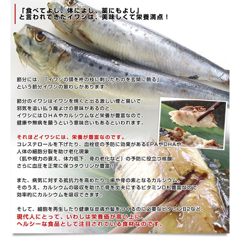 北海道より直送 北海道産 超特大いわし丸干し 巨大キングサイズ 20尾