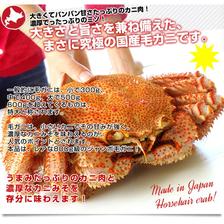 北海道より直送 北海道産 浜ゆで毛ガニ 超特大１尾800g 送料無料 カニ かに 毛蟹 3153 産直だよりplus うなぎの駅 通販 Yahoo ショッピング