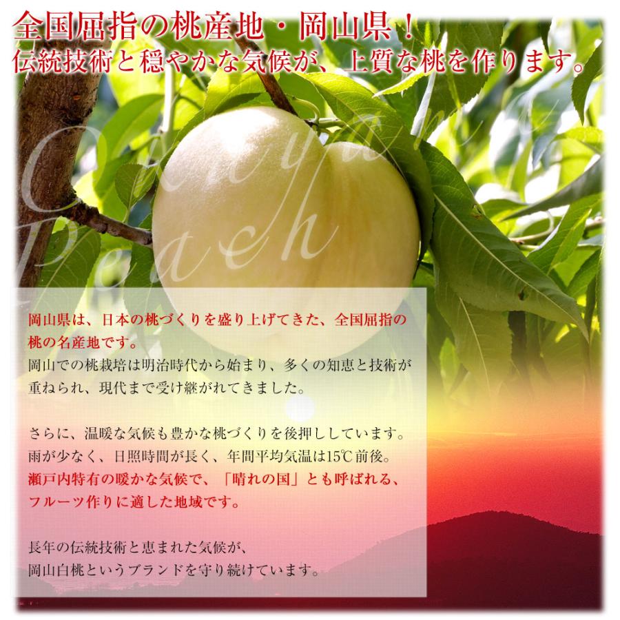 岡山県 JA全農おかやま 岡山白桃 等級：ロイヤル 約1.8キロ（6玉