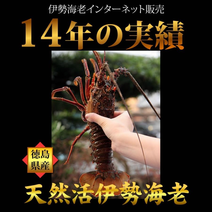 全国どこでも送料無料 活伊勢海老 400g 1尾 徳島県産 天然伊勢エビ 産地直送 宅配便発送 お祝い 長寿祝い ギフト Wantannas Go Id