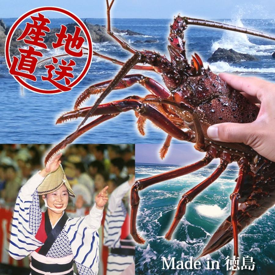 活伊勢海老 500g 1尾 徳島県産 21 コロナ応援 天然伊勢エビ 産地直送 宅配便送料無料 お祝い 長寿祝い ギフト E500 01 ありがとうわくわくの阿波の産直便 通販 Yahoo ショッピング