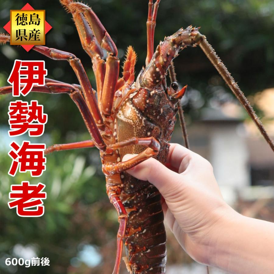 予約 9月20日お届け】活伊勢海老 600g×1尾 天然伊勢エビ 冷凍では