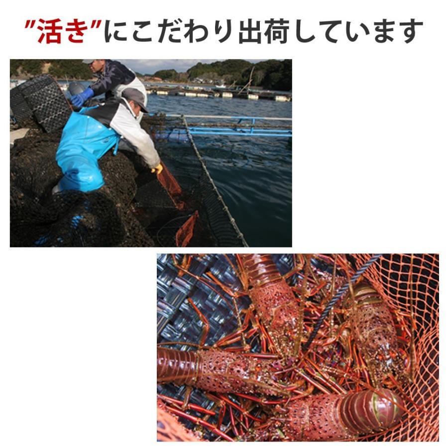 予約 9月20日お届け】活伊勢海老 600g×1尾 天然伊勢エビ 冷凍では