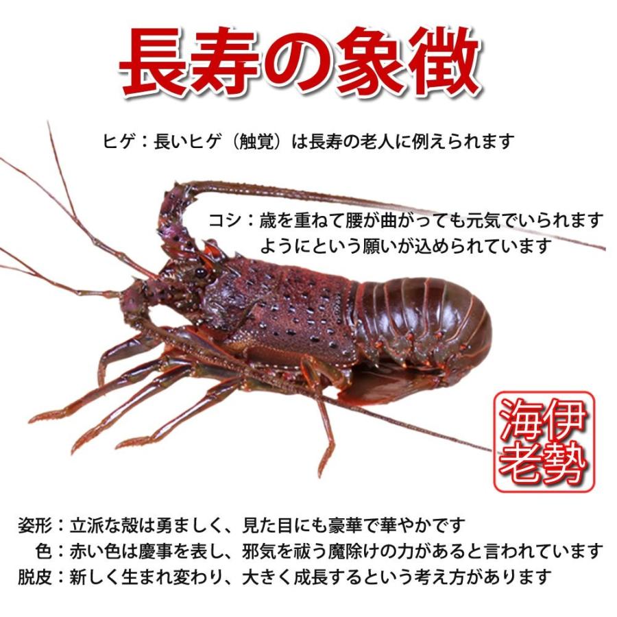 活伊勢海老 700g×1尾 天然伊勢エビ 冷凍ではありません、活きたままお届け 徳島県産 産地直送｜sancyokubin｜15