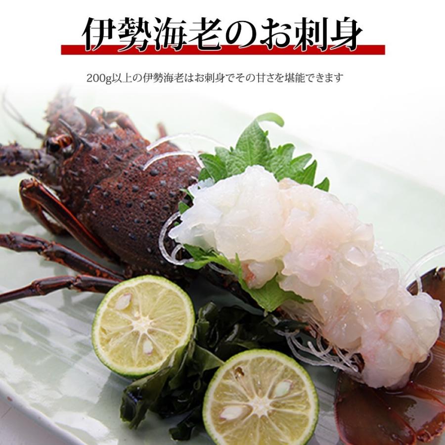 活伊勢海老 700g 1尾 徳島県産 21 お年賀 お歳暮 大晦日 元旦お届け可 コロナ応援 天然伊勢エビ 産地直送 宅配便 送料無料 お祝い 長寿祝い ギフト E700 01 ありがとうわくわくの阿波の産直便 通販 Yahoo ショッピング