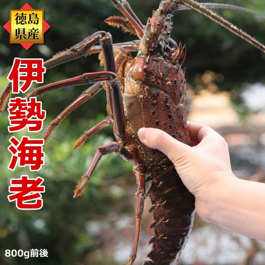 活伊勢海老 800g×1尾 天然伊勢エビ 冷凍ではありません、活きたままお