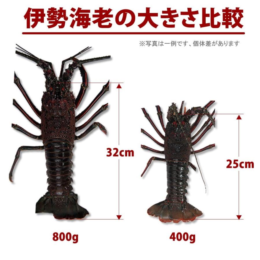 九十九里産　訳あり活伊勢海老　800g〜830g×2匹 九十九里産 訳あり活伊勢海老 800g〜830g×2匹