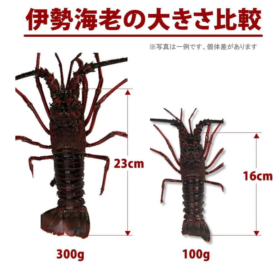 活きたままお届け 訳あり 伊勢海老 2 3尾で500g分 数量指定不可 宅配便 送料込み 徳島県産 産地直送 Eb 0500 ありがとうわくわくの阿波の産直便 通販 Yahoo ショッピング
