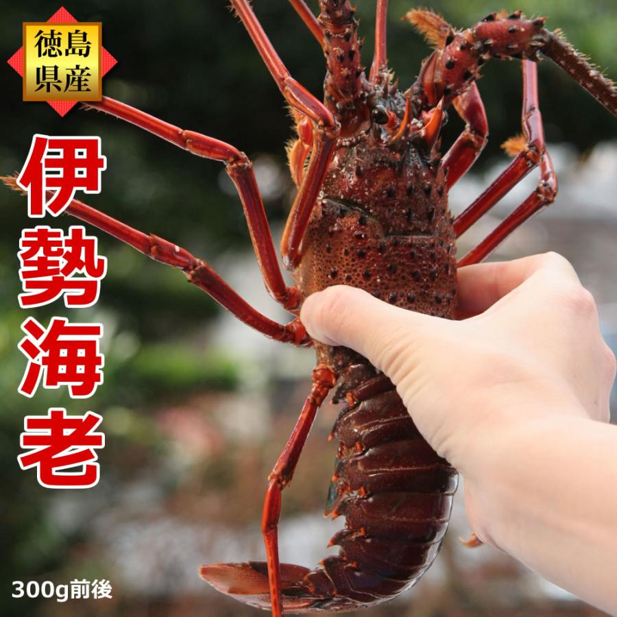 活きたままお届け 訳あり 伊勢海老 300g×1尾 徳島県産 ご家庭用 天然
