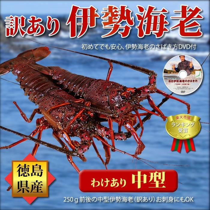 代引不可 活きたままお届け 訳あり 伊勢海老 400g 1尾 徳島県産 ご家庭用 21 コロナ応援 天然伊勢エビ 産地直送 宅配便発送 超歓迎 Www Muslimaidusa Org
