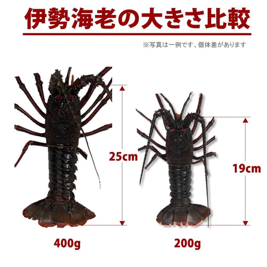 メーカー包装済 活きたままお届け 訳あり 伊勢海老 400g 1尾 徳島県産 ご家庭用 21 コロナ応援 天然伊勢エビ 産地直送 宅配便発送 激安単価で Www Muslimaidusa Org